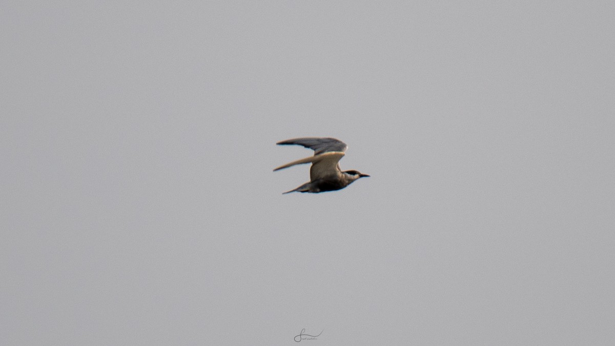 Whiskered Tern - ML617523383