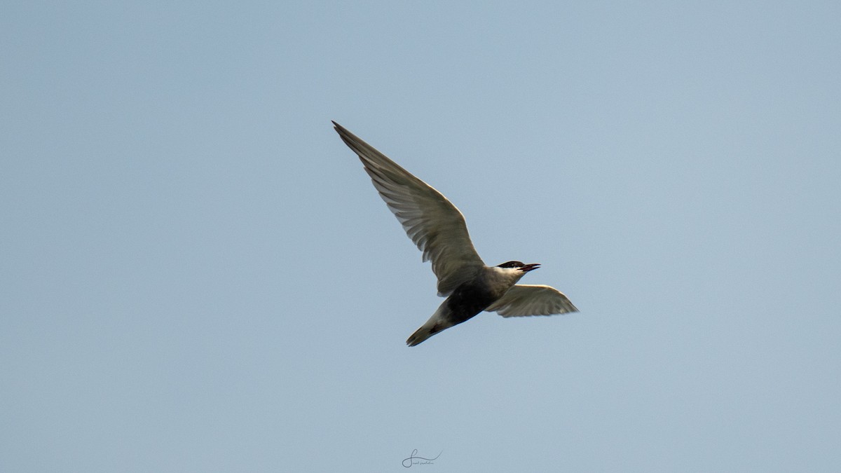 Whiskered Tern - ML617523384