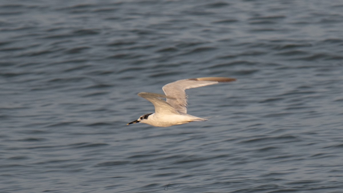 Sandwich Tern - ML617523390