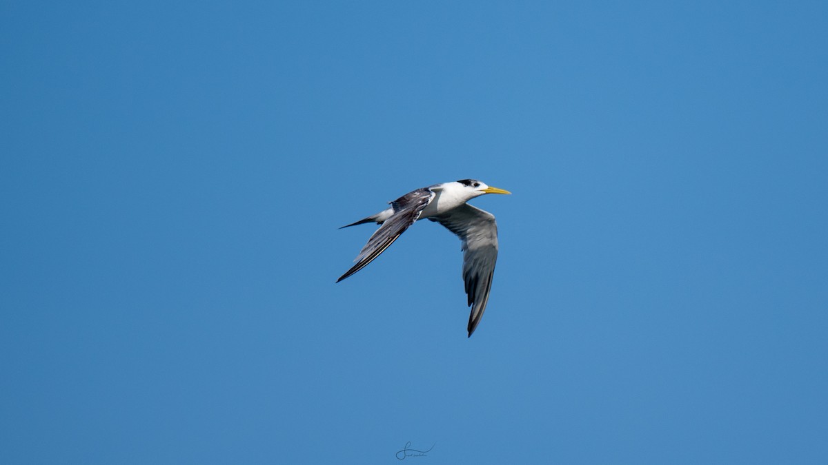 Great Crested Tern - ML617523394