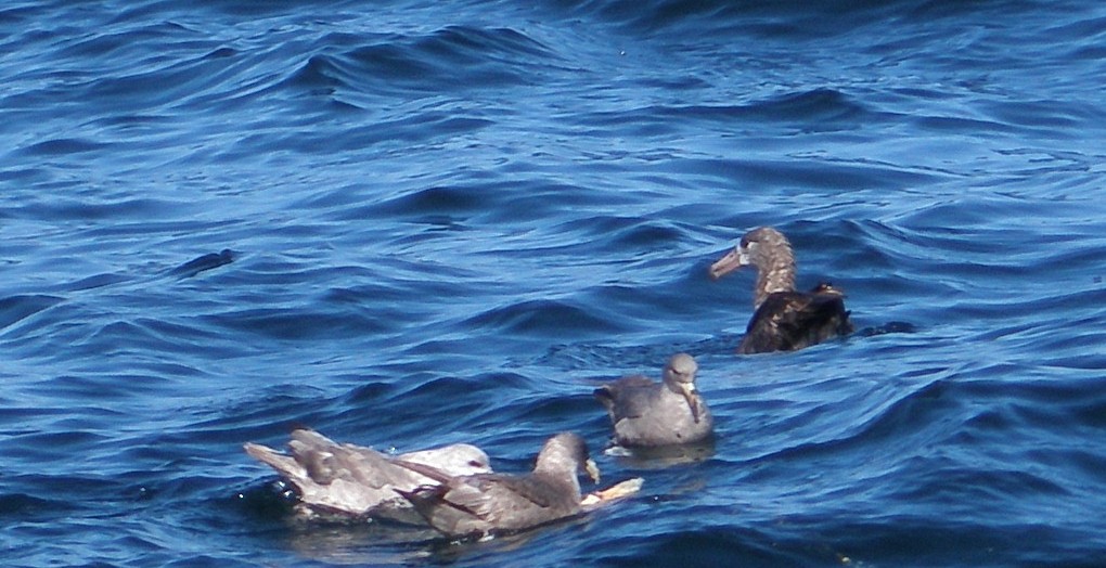 Albatros à pieds noirs - ML617523406