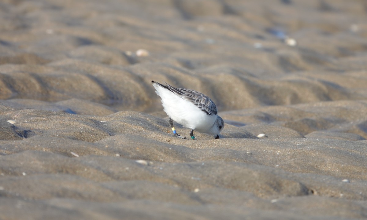 Sanderling - ML617523452