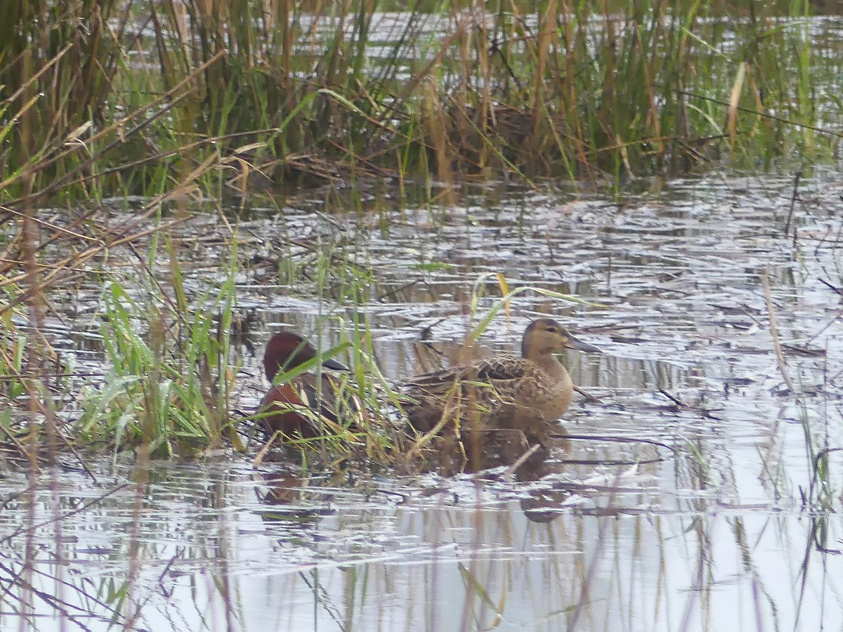 Cinnamon Teal - ML617523477