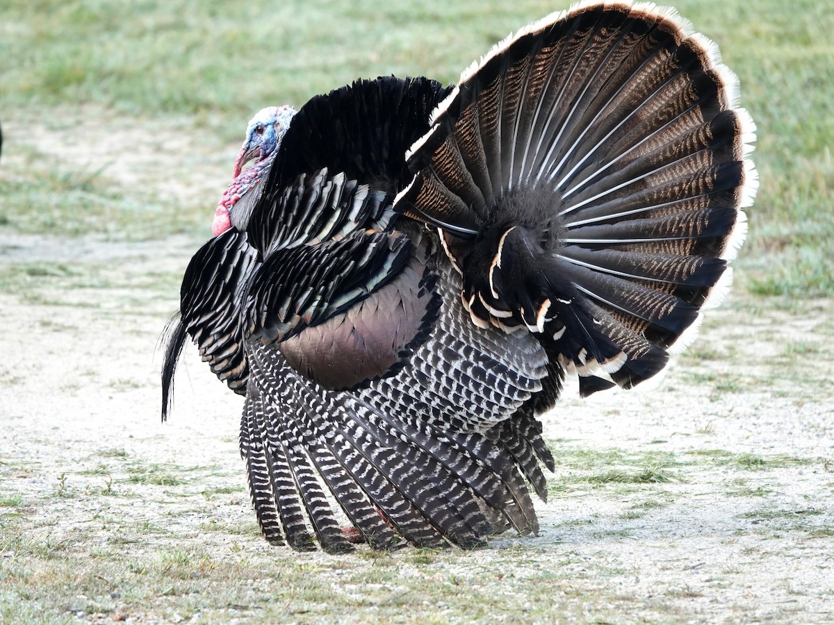 Wild Turkey - Norman Uyeda