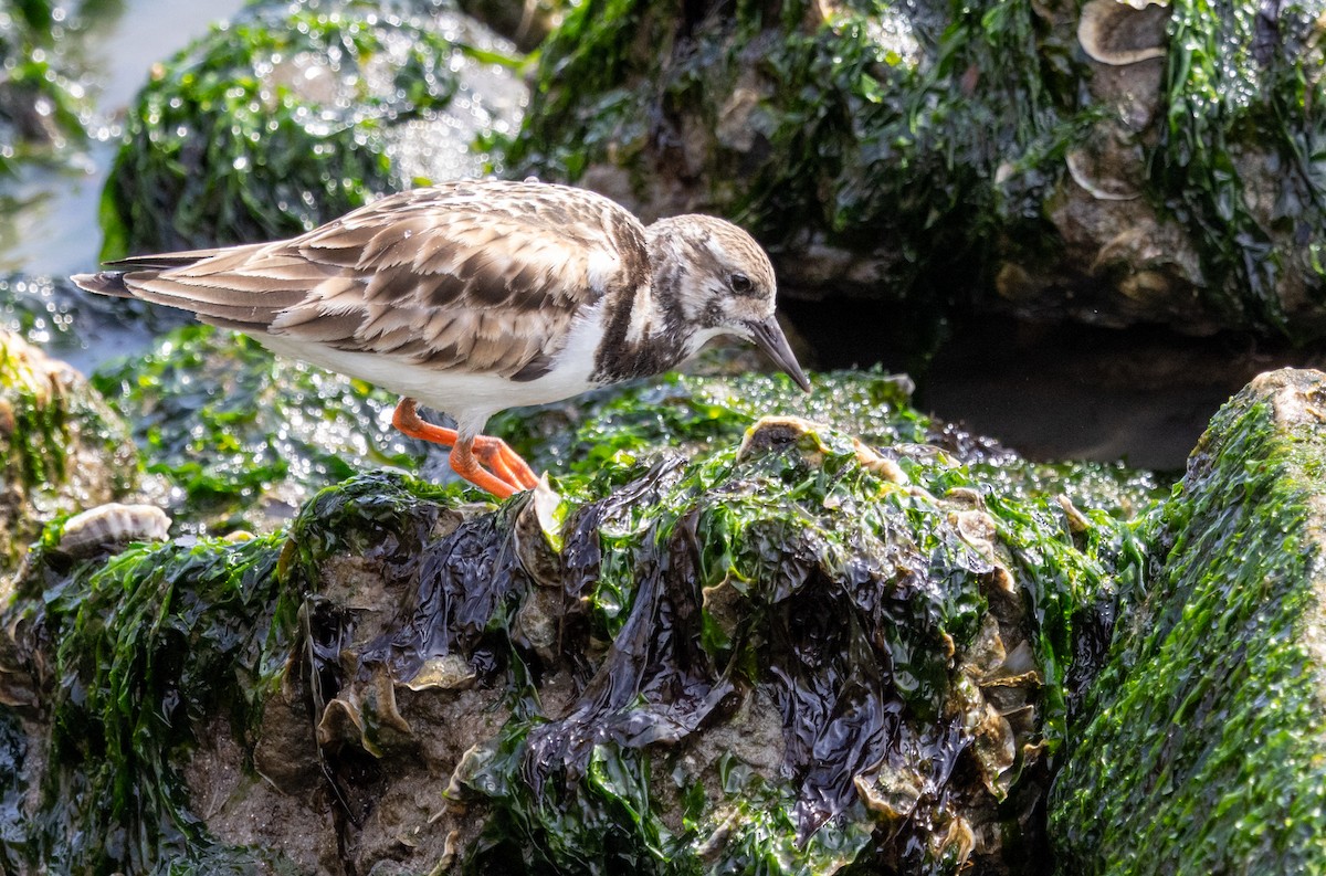 Ruddy Turnstone - ML617523485