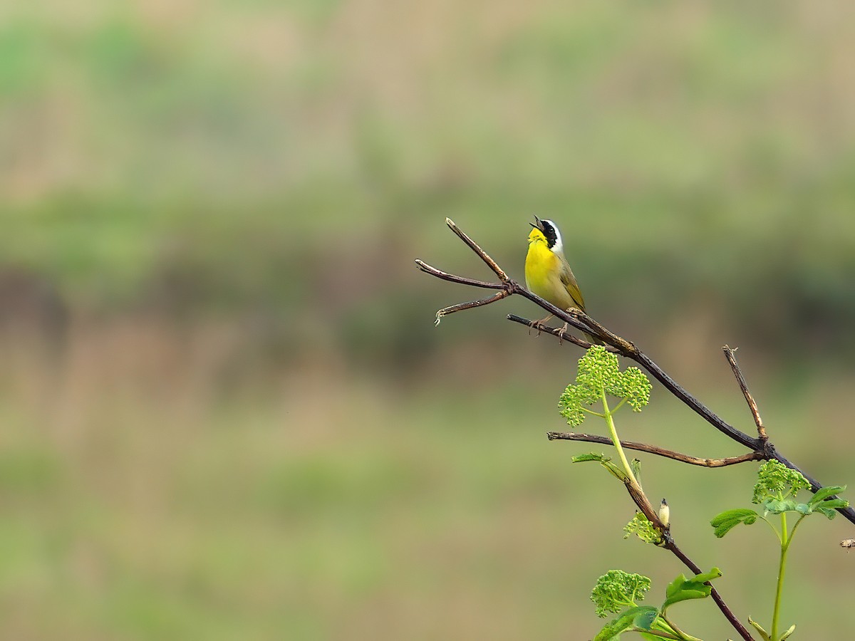 Common Yellowthroat - ML617523490