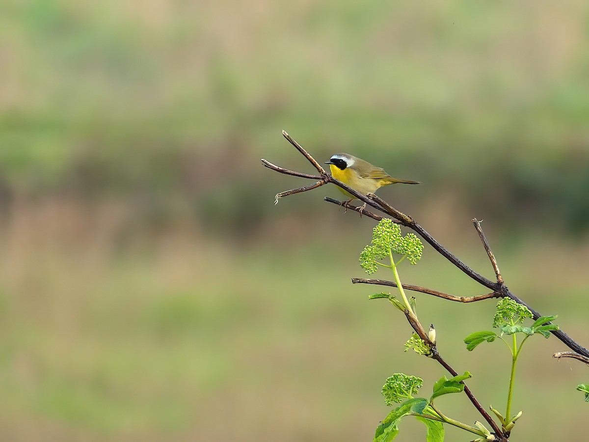 Common Yellowthroat - ML617523491