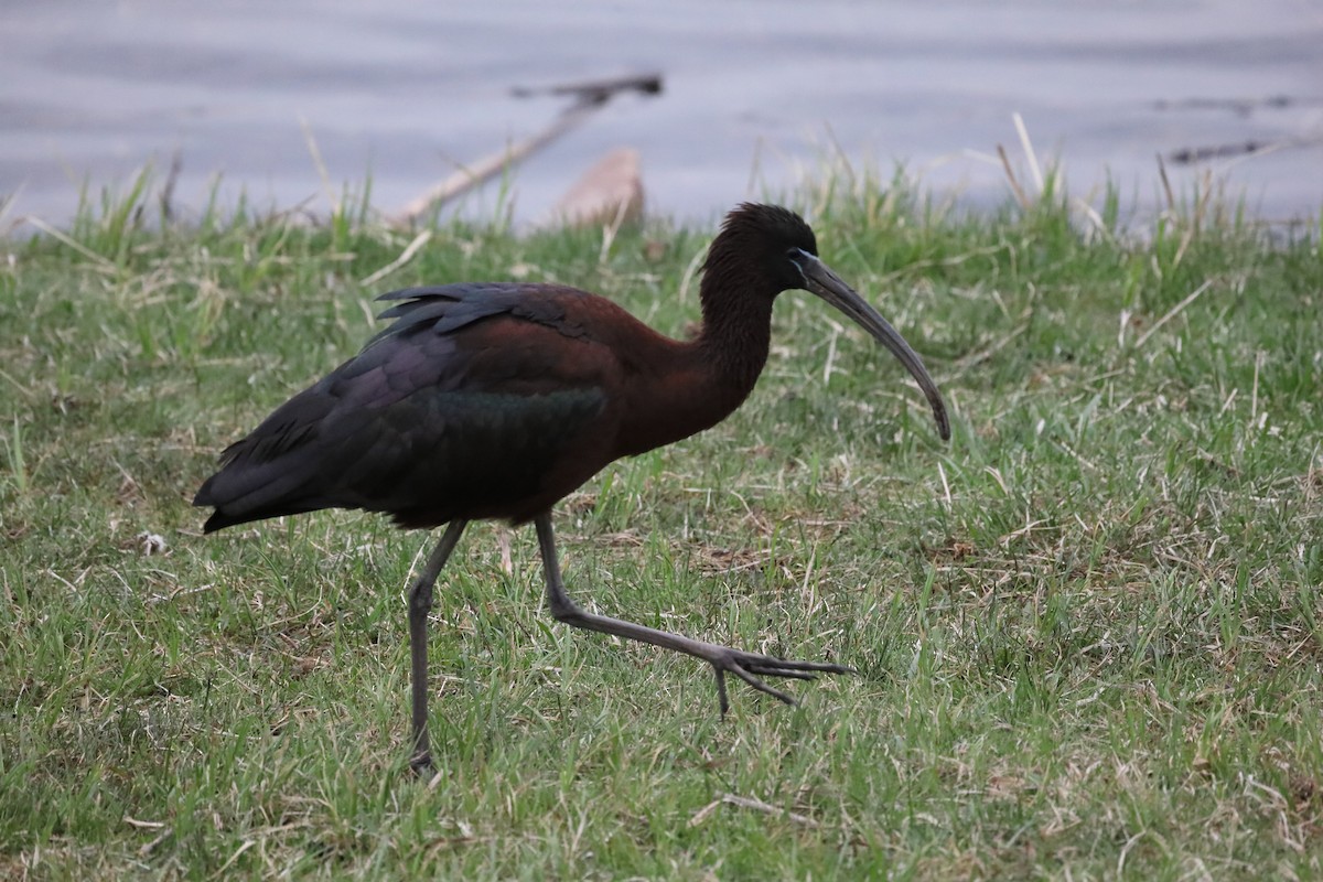 ibis hnědý - ML617523523