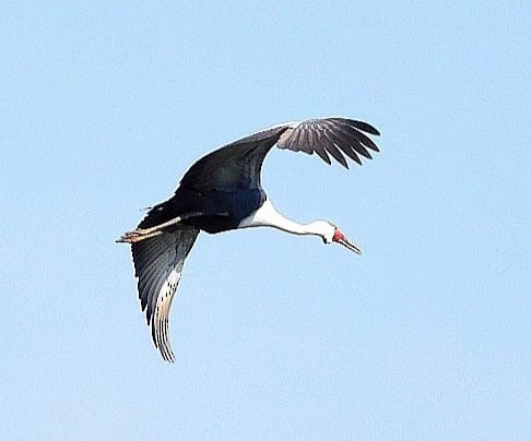 Wattled Crane - ML617523530