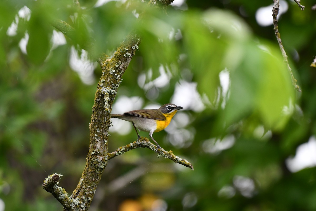 Yellow-breasted Chat - ML617523559