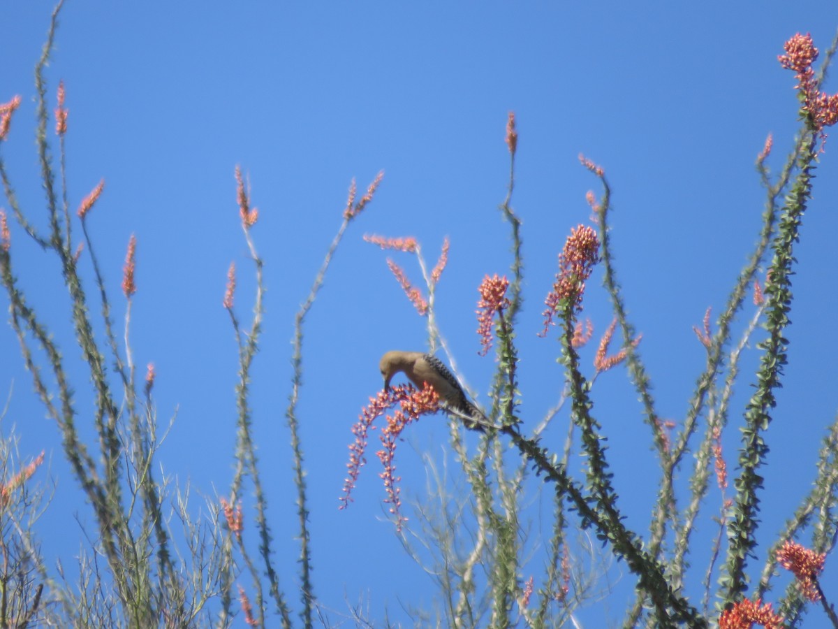 Pic des saguaros - ML617523573