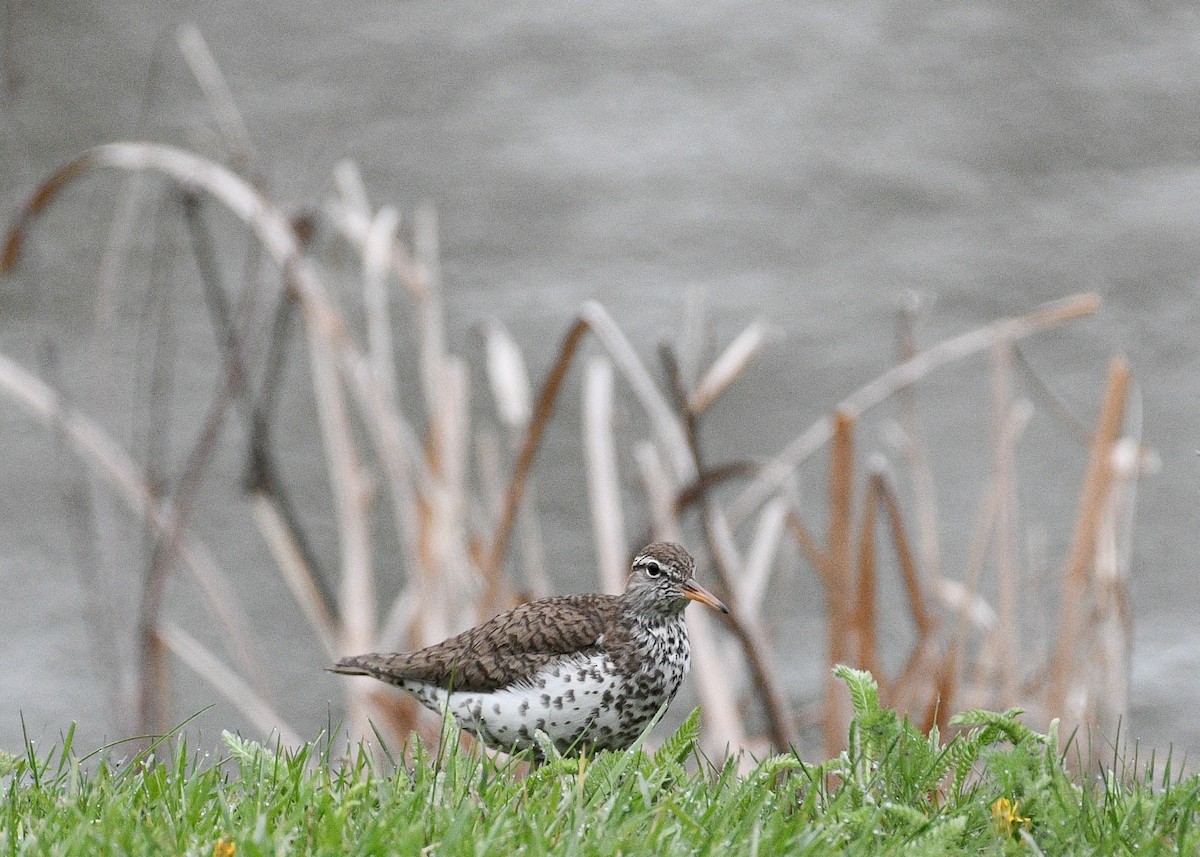 Spotted Sandpiper - Don Keffer