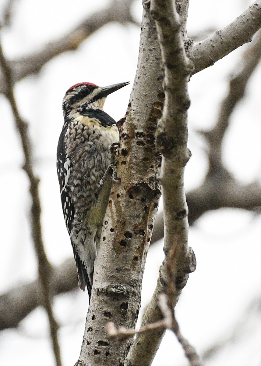 Yellow-bellied Sapsucker - Don Keffer