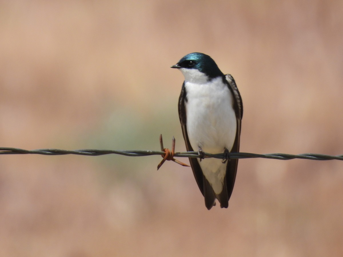 Tree Swallow - ML617523676