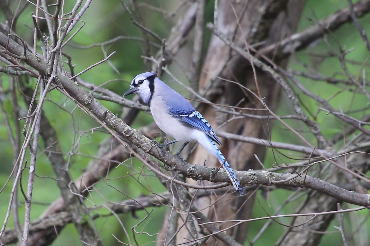 Blue Jay - Emma Herald and Haley Boone