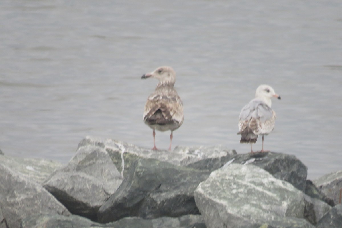 Herring Gull - ML617523711