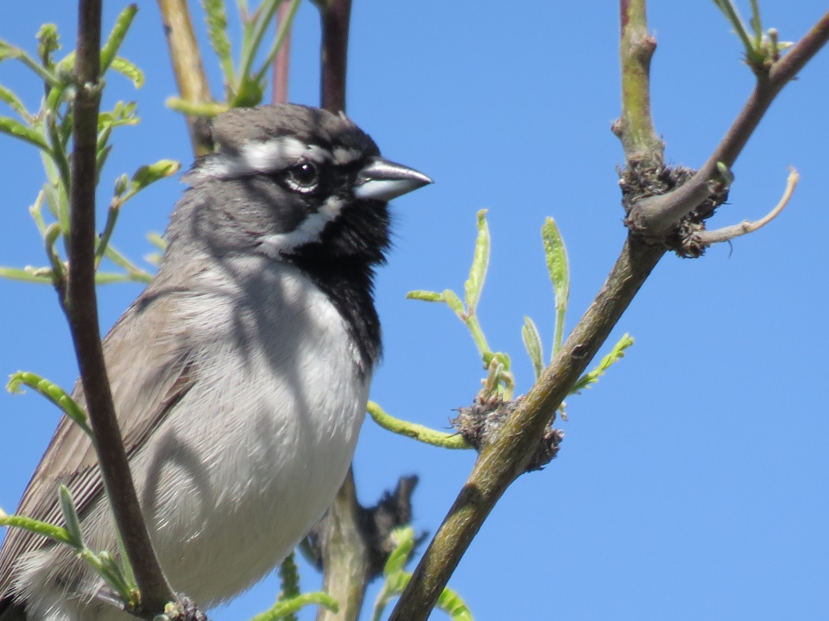 Black-throated Sparrow - Anonymous