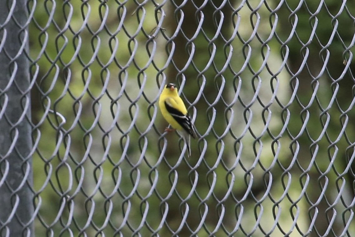 American Goldfinch - Emma Herald and Haley Boone