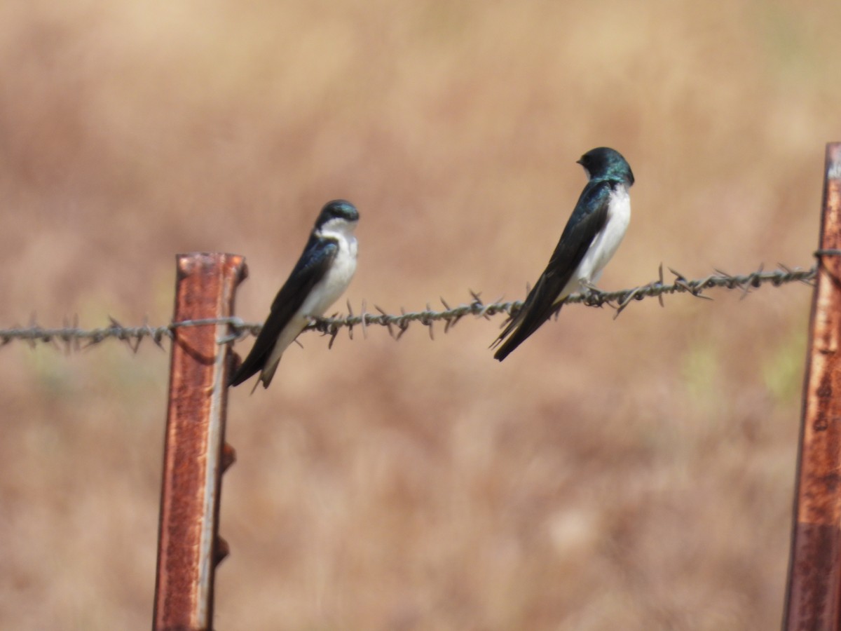 Tree Swallow - ML617523740