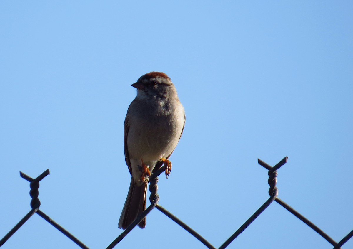 Chipping Sparrow - ML617523743