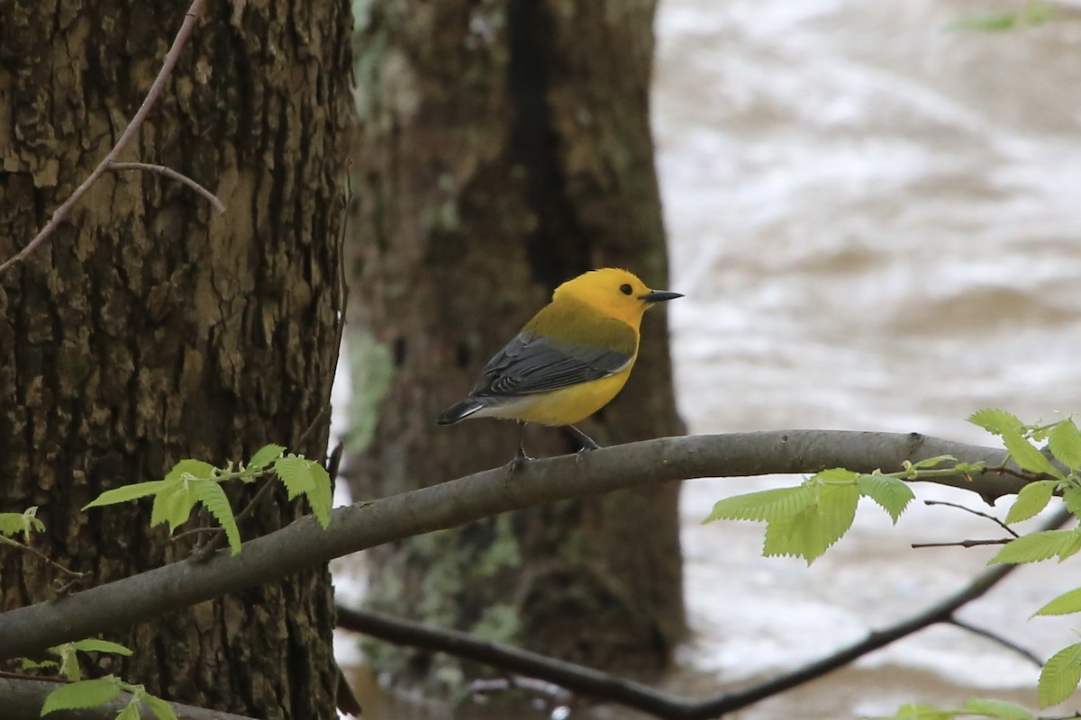 Prothonotary Warbler - Emma Herald and Haley Boone