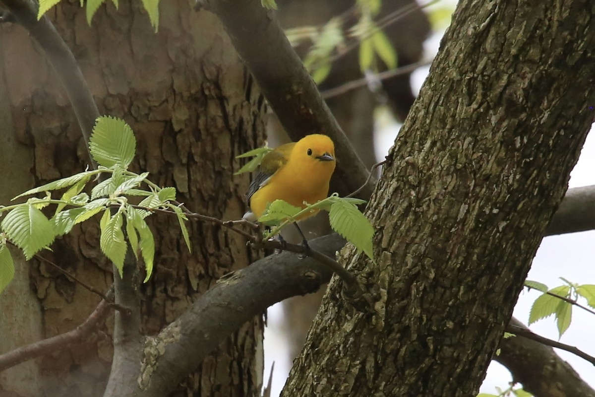 Prothonotary Warbler - Emma Herald and Haley Boone