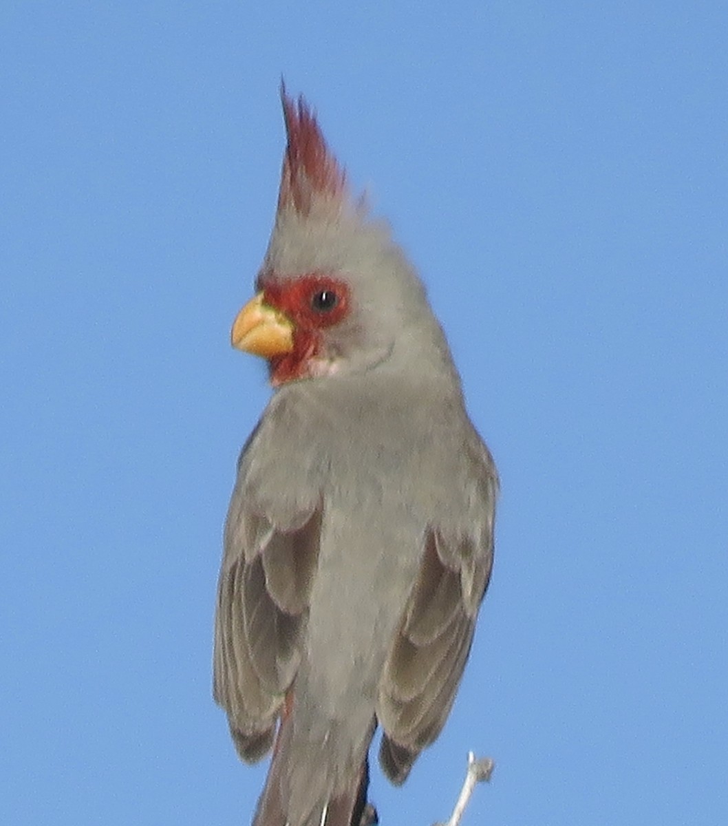 Попугаевый кардинал - ML617523752