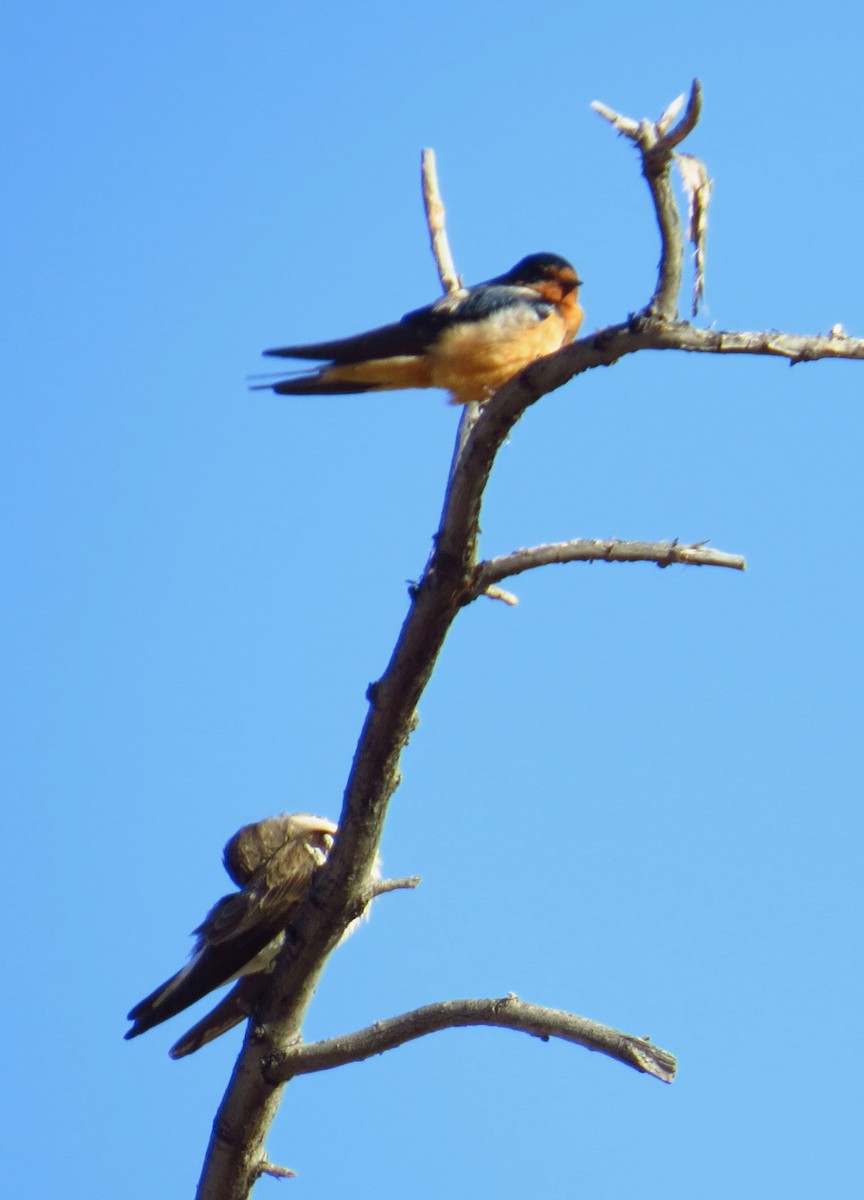 Barn Swallow - ML617523753