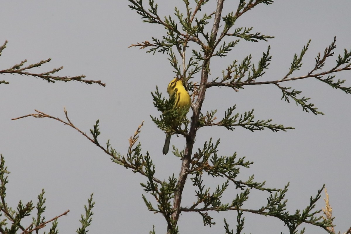 Prairie Warbler - ML617523755