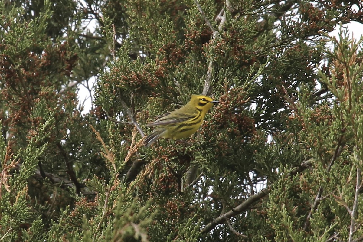 Prairie Warbler - ML617523756