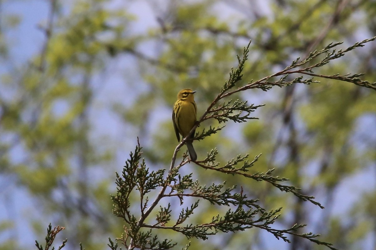 Prairie Warbler - ML617523757