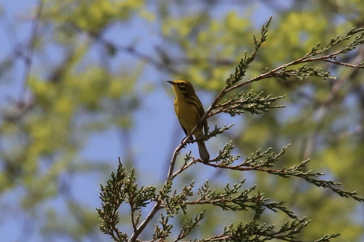 Paruline des prés - ML617523758