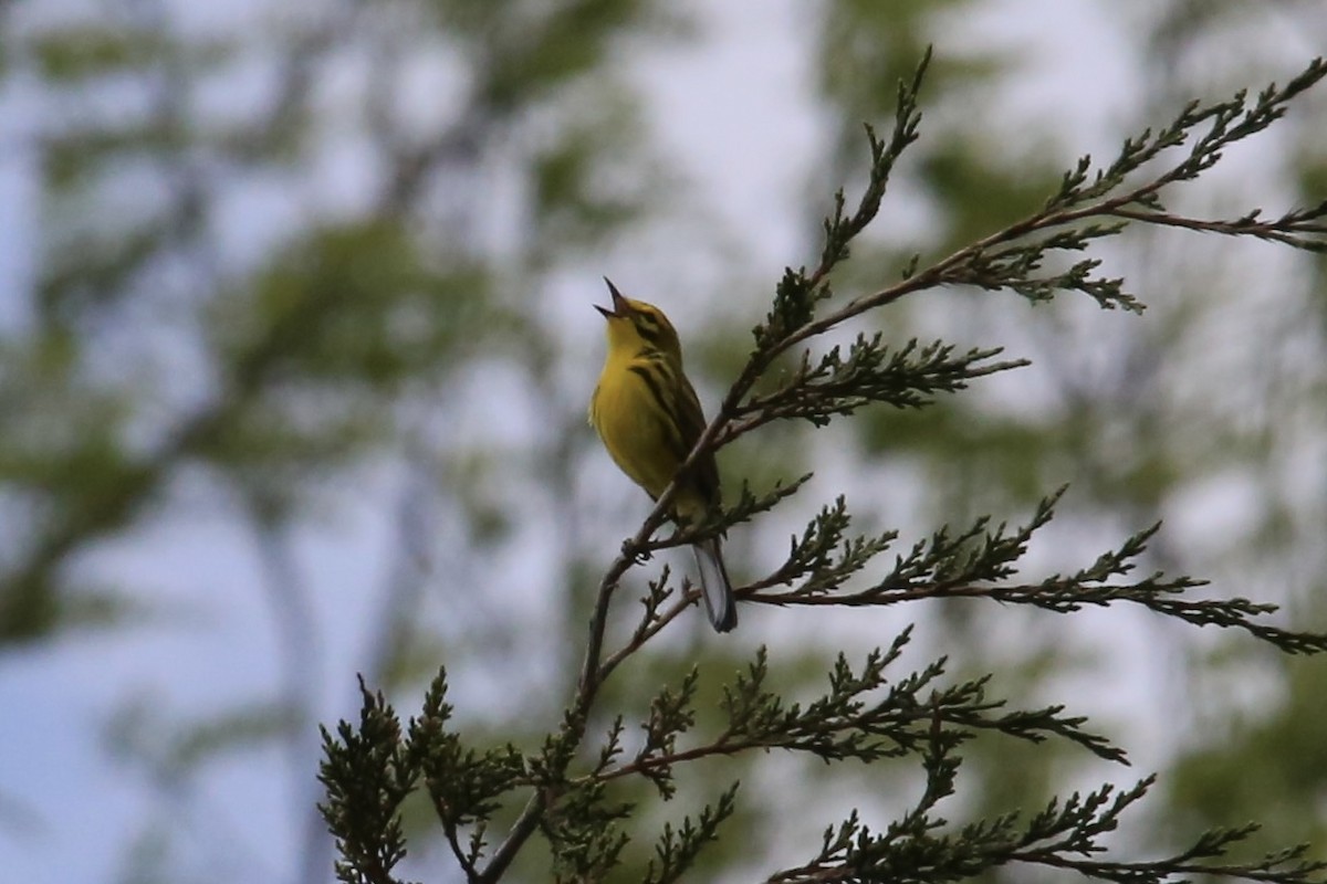 Prairie Warbler - Emma Herald and Haley Boone