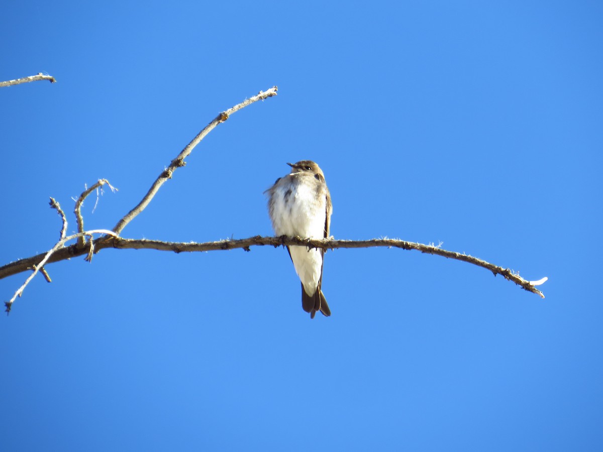 Northern Rough-winged Swallow - ML617523761