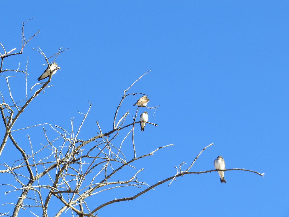 Northern Rough-winged Swallow - ML617523764