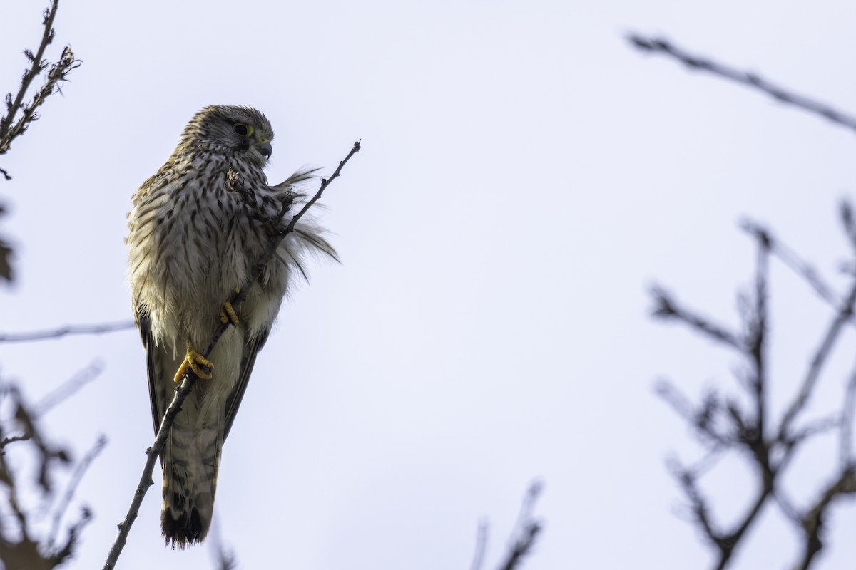 Eurasian Kestrel - ML617523785