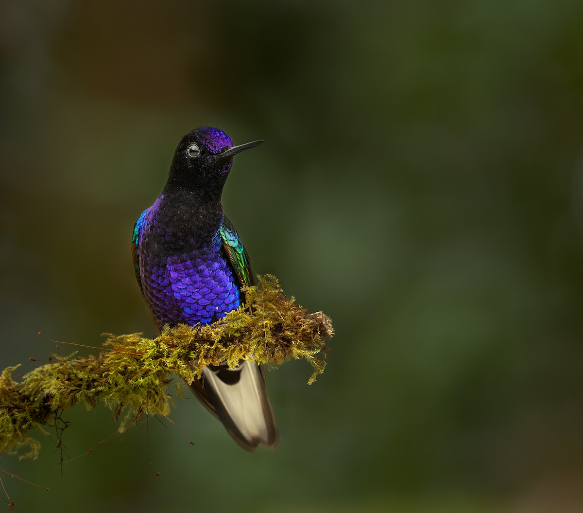 kolibřík hyacintový - ML617523828