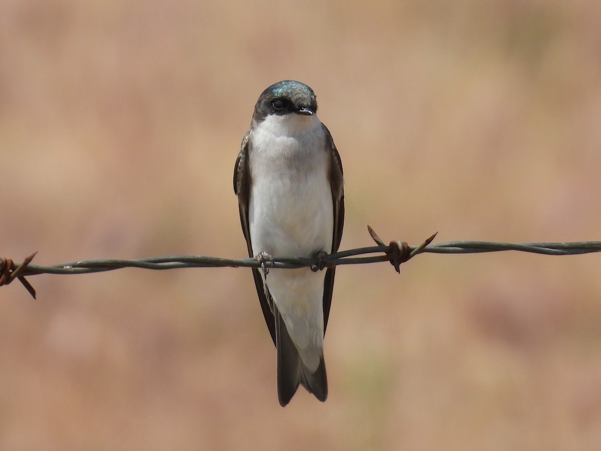 Tree Swallow - ML617523830