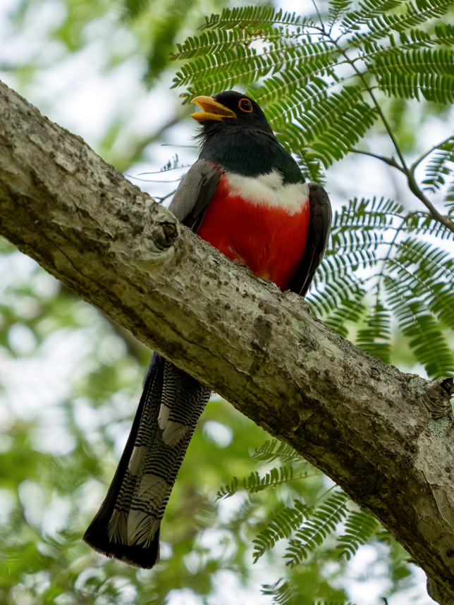 Trogon élégant - ML617523844