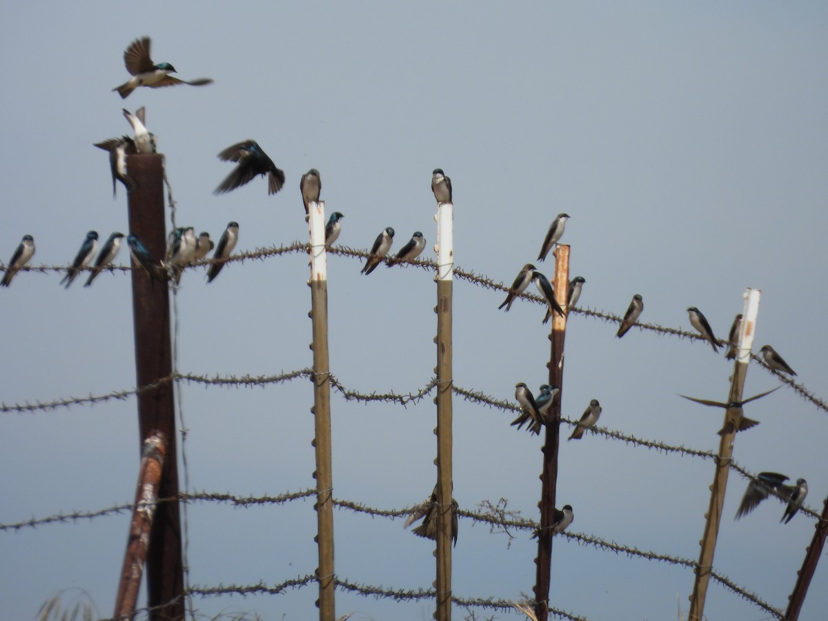 Tree Swallow - ML617523852