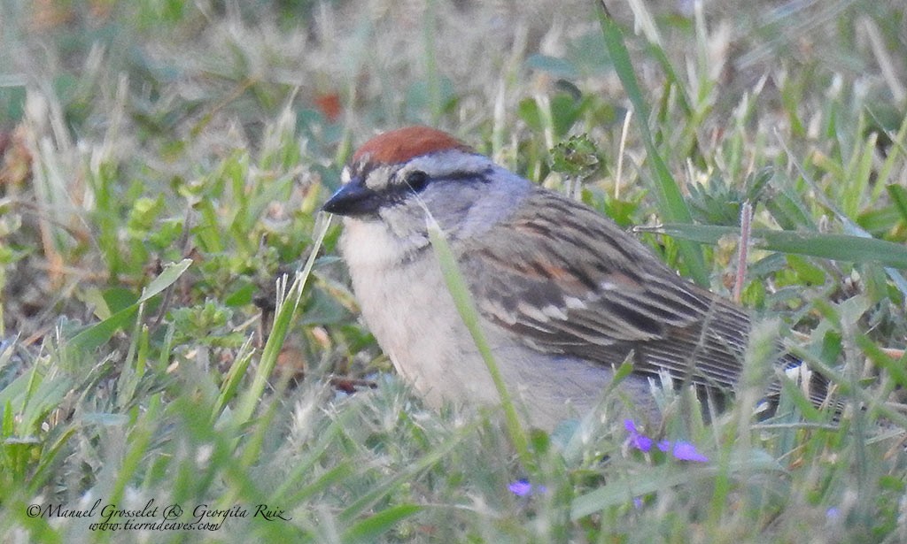 Chipping Sparrow - manuel grosselet