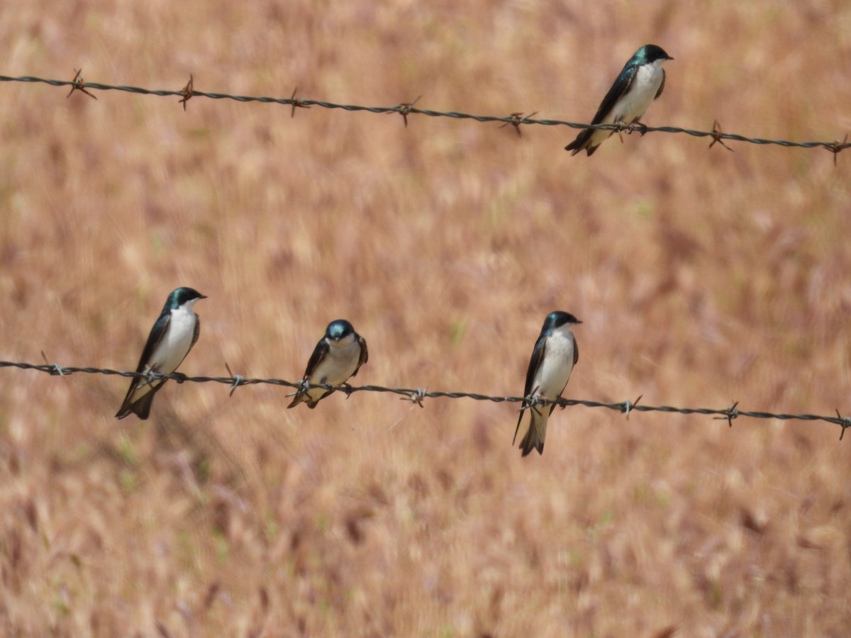 Tree Swallow - ML617523915