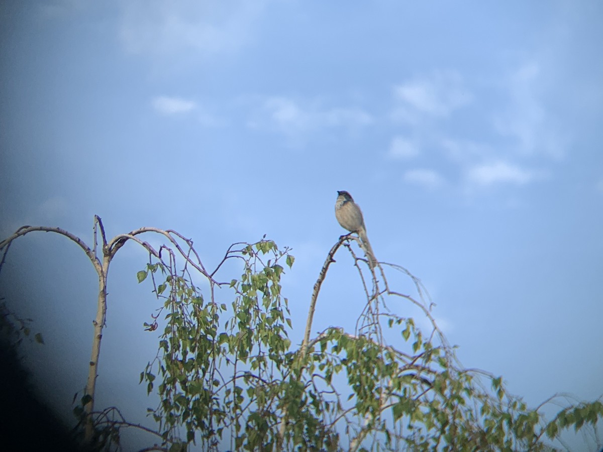 California Scrub-Jay - ML617523935