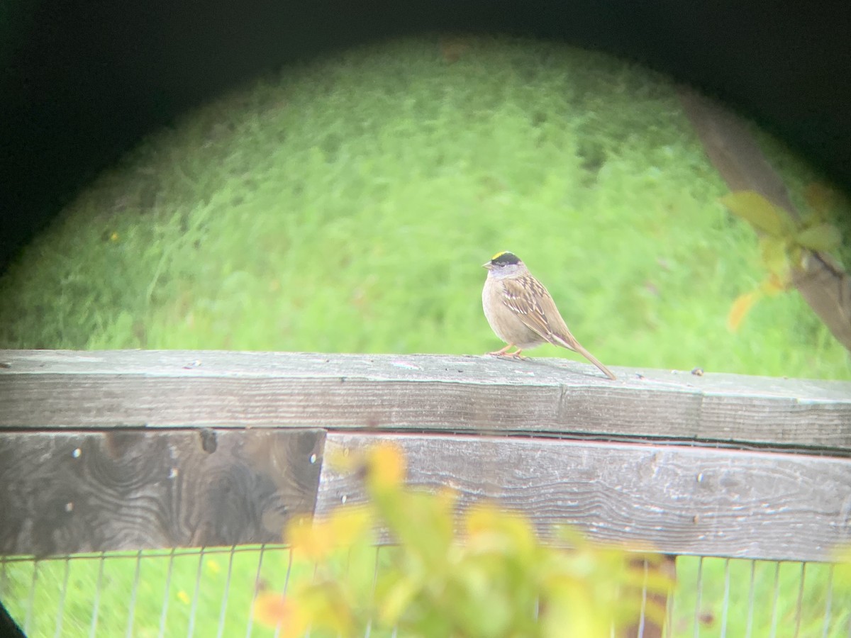 Golden-crowned Sparrow - ML617524015