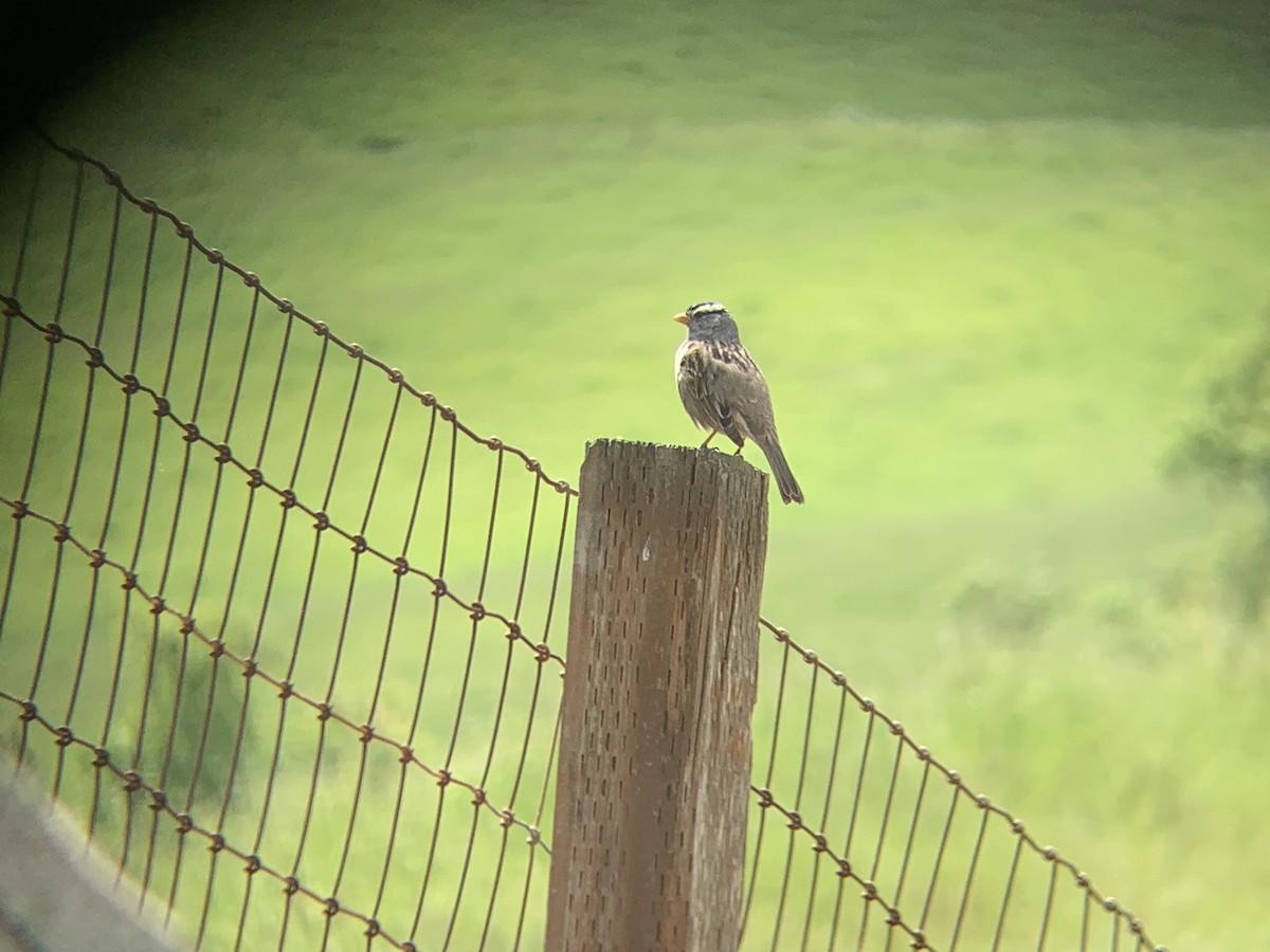 White-crowned Sparrow - ML617524022