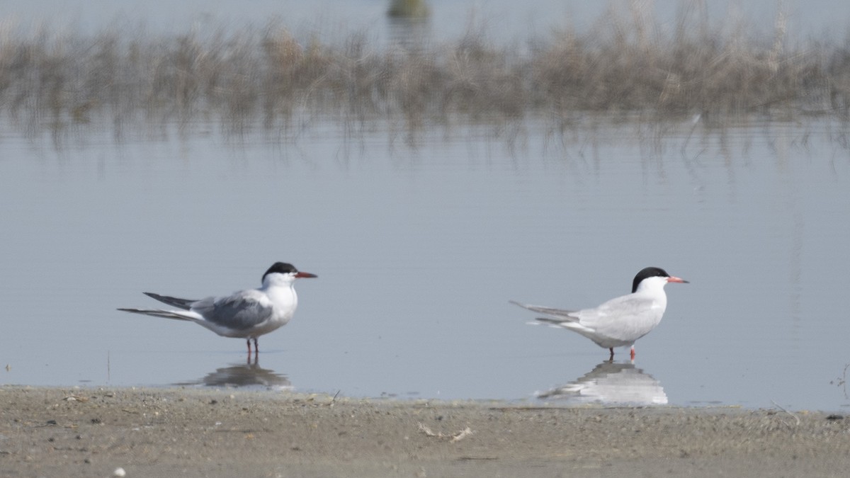 Common Tern - ML617524028