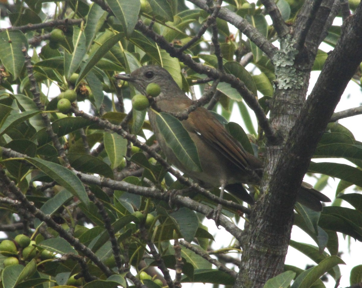 Pale-breasted Thrush - ML617524036