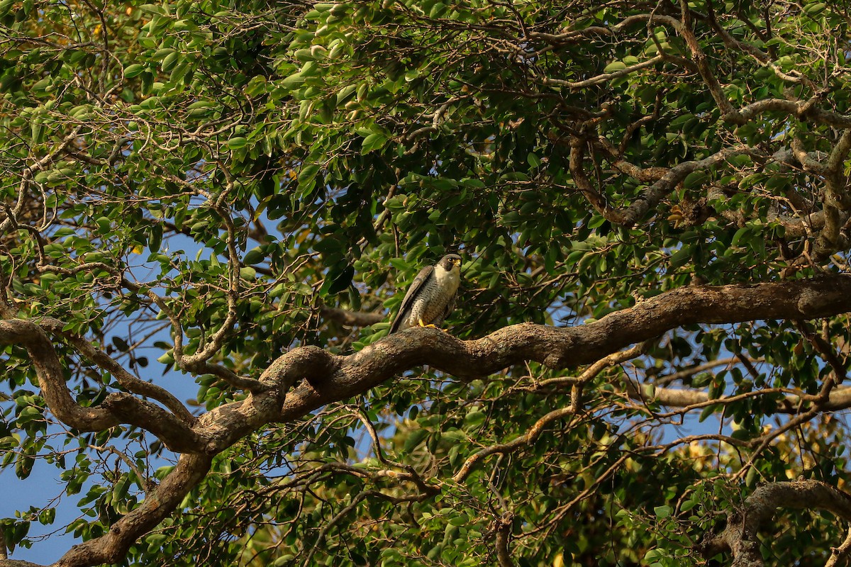 Peregrine Falcon (Tundra) - ML617524049