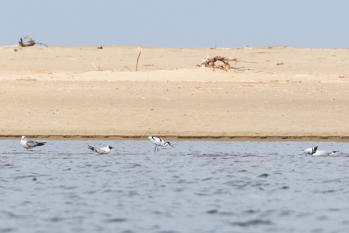 Pied Avocet - ML617524102