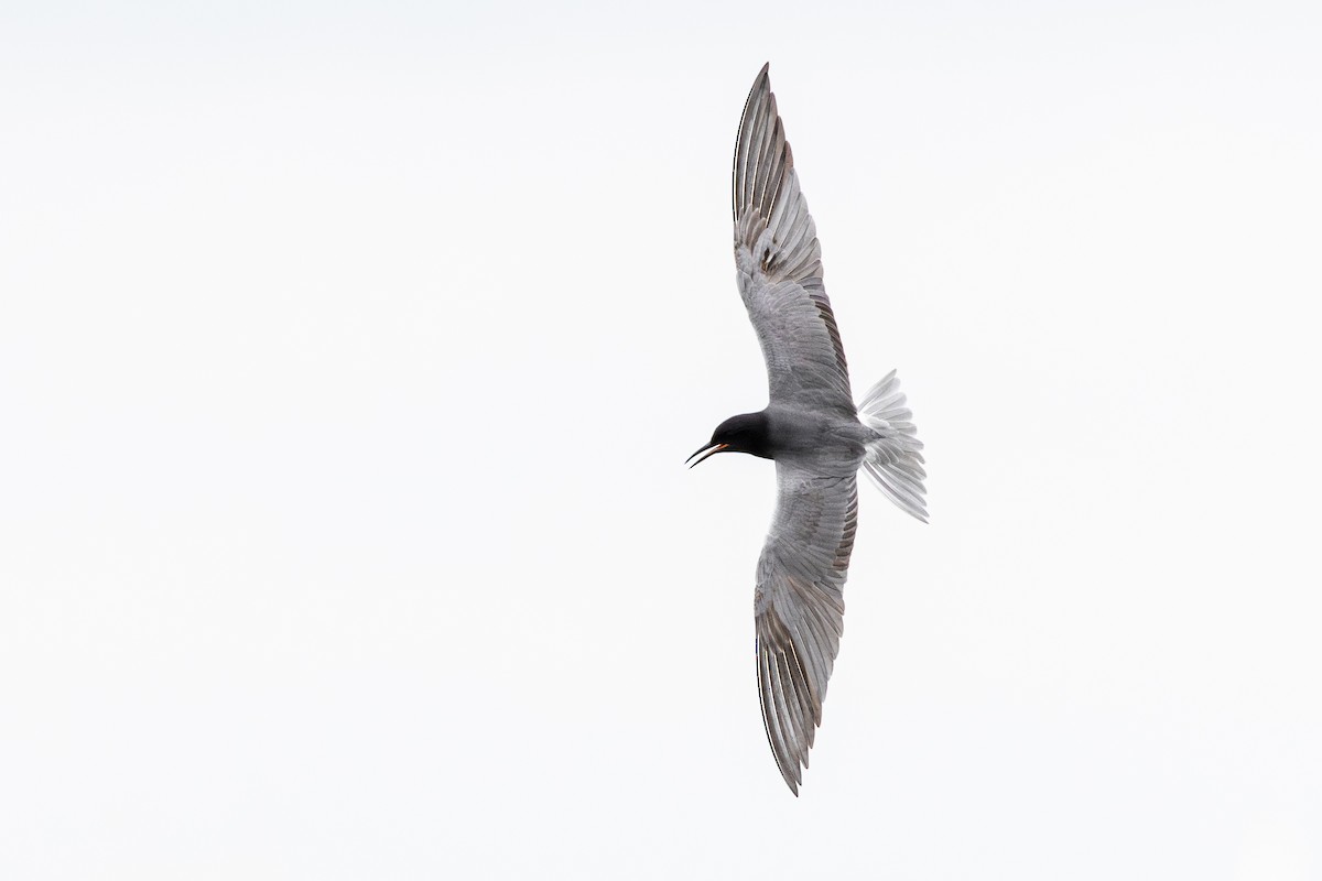 Black Tern - ML617524113